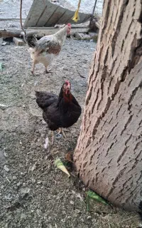 مرغ سیاه