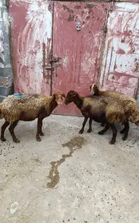 3عدد گوسفند جوان برای نگه داشتن 44کیلو