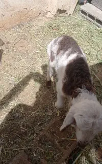 بره شیری نر