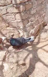 کبوتر معاوضه ای