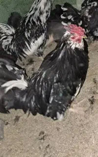 ۴ خروس گلین