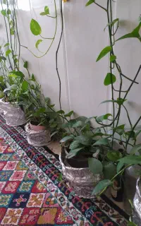 گل پتوس