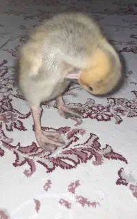 اردک