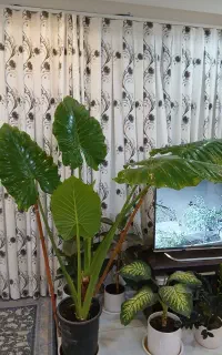 گل بابا آدم بزرگترین سایز