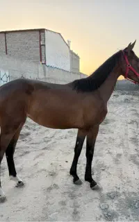 کره مادیون پرشی