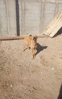 ماده سرابی 12ماهه
