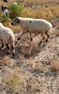 گوسفند