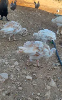 بوقلمون
