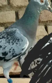 کبوتر گمشده