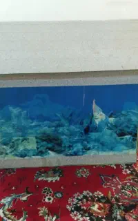 اکواریوم