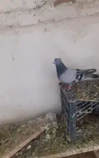 کفتر سور اوچان واویناخ همگی یکجا
