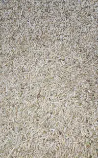 جو تمیز