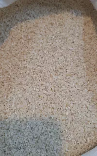 نیم دانه هاشمی