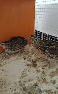 بلدرچین نر و ماده