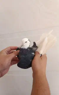 کبوتر