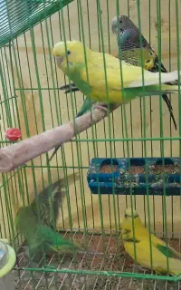 تعداد ۵ عدد مرغ عشق سالم