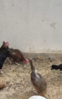 مرغ و خروس
