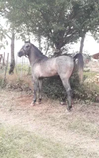 اسب ،نریان 3 به 4 کورسی