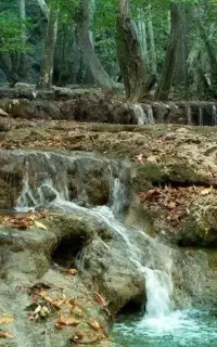 کلات گردی