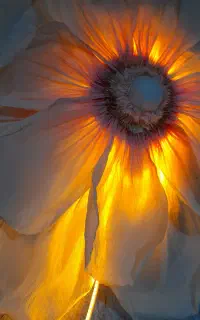 گلهای غول پیکر