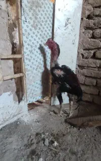 کلنگی افغان