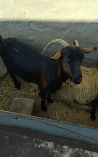 بز جوان چاق 1عدد