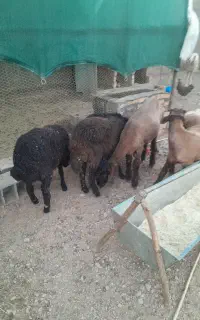 بره زنده گوسفند کشتار مصرف خانگی نذر عقیقه
