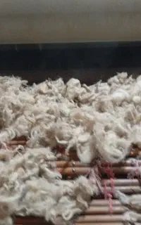 پشم گوسفند