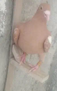ماده میلیمنز زرد هوایی