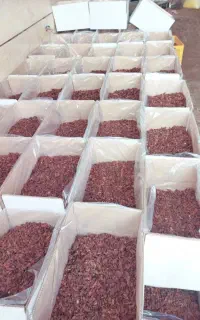 کشمش آفتابی
