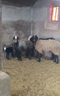 میش درجه یک شال