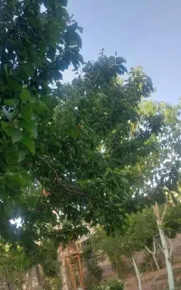 کار در فضای سبز و ساختمان