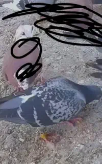 گمشده