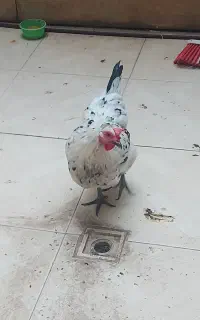 مرغ رسمی تخمگذار