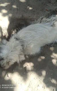 سگ پاکوتاه