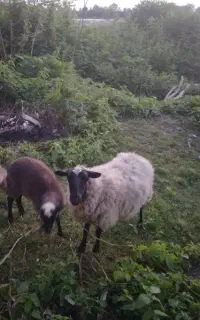 گوسفند  چند قلو زا  رومانف