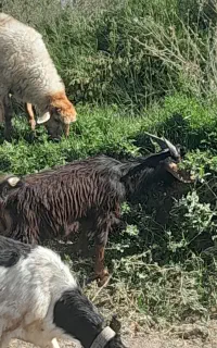 ۱عدد بز نر چاخ