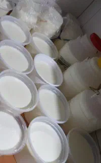 ماست بز  و گاو  سفت  میخای بیا ببر دوغ کره پنیر