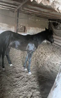 یک‌اسب‌وکره‌اسب