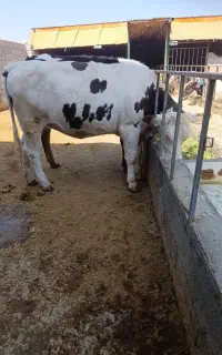 دو عدد گوساله سیمینتال