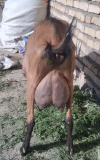 بز آلپاین اصل