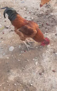 خروس محلی درشت معاوضه با مرغ