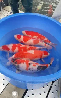 ماهی کوی اعلا کلکسیونی سایز رنگ نژاد مختلف استخر