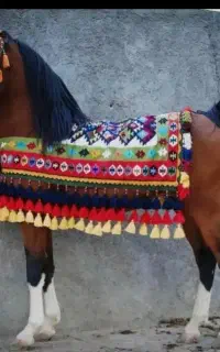مادیان سه سال کره صمصام