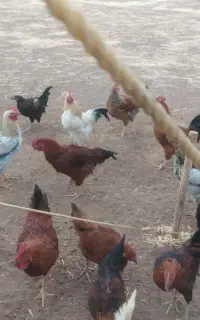 خروس محلی