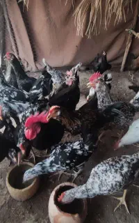 مرغ و خروس گلین