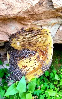 عسل کوهی