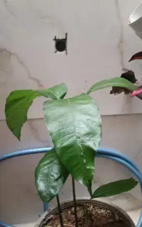 نهال انبه ایرانی به همراه دو پاجوش