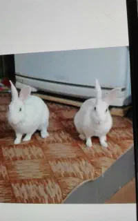 خرگوش