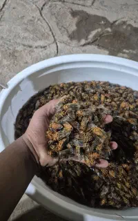 تژق درشت و درجه یک